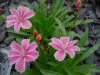 Show product details for Lewisia Little Raspberry